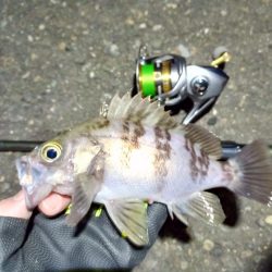 2022/01/04 南港ライトゲーム釣行