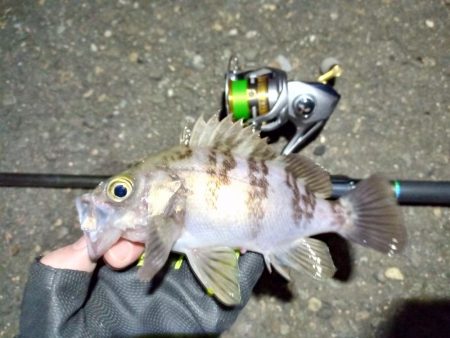 2022/01/04 南港ライトゲーム釣行