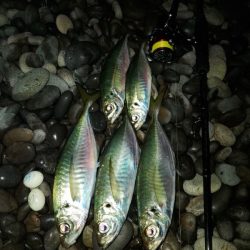 (尺アジ)フロートゲーム