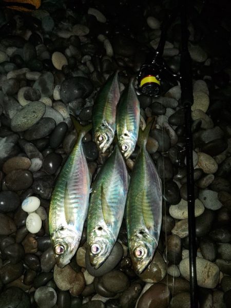 (尺アジ)フロートゲーム