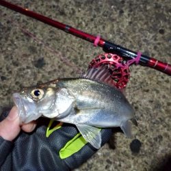 2022/01/05 南港ヘチ釣り