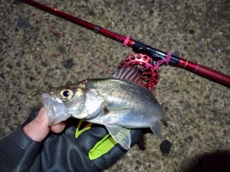 2022/01/05 南港ヘチ釣り