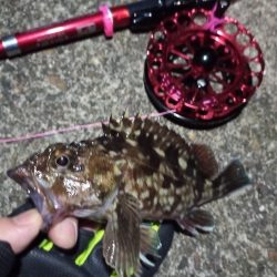 2022/01/07 南港ヘチ釣り