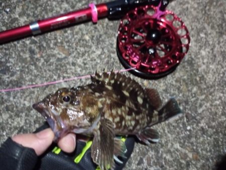 2022/01/07 南港ヘチ釣り