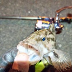 2022/01/08 南港ライトゲーム釣行