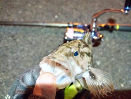 2022/01/08 南港ライトゲーム釣行