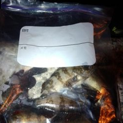 メバルの煮付が食べたくて