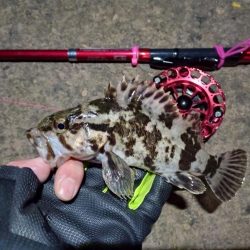 2022/01/09 南港ヘチ釣り