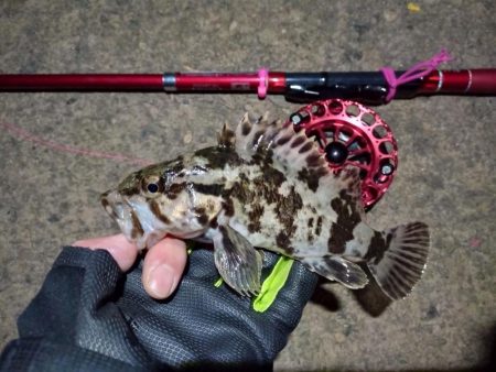 2022/01/09 南港ヘチ釣り