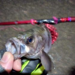 2022/01/12 南港ヘチ釣り