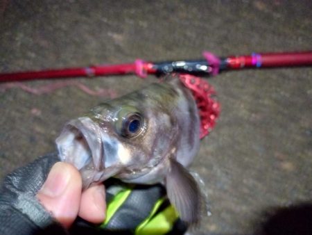 2022/01/12 南港ヘチ釣り