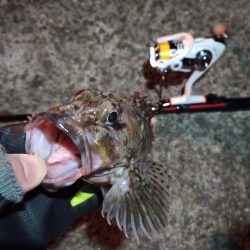 2022/01/13 南港ライトゲーム釣行