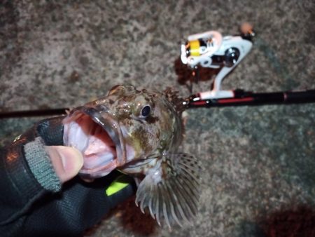 2022/01/13 南港ライトゲーム釣行