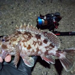 2022/01/14 南港ライトゲーム釣行