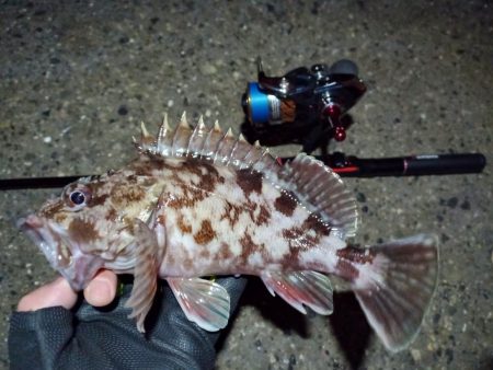 2022/01/14 南港ライトゲーム釣行