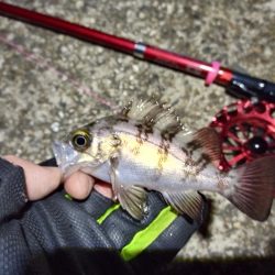 2022/01/15 南港ヘチ釣り