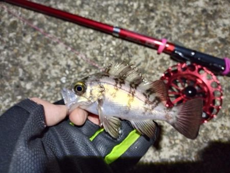 2022/01/15 南港ヘチ釣り