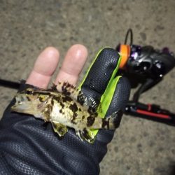 2022/01/16 南港ライトゲーム釣行