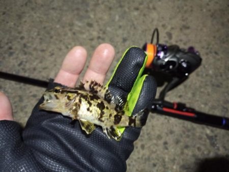 2022/01/16 南港ライトゲーム釣行