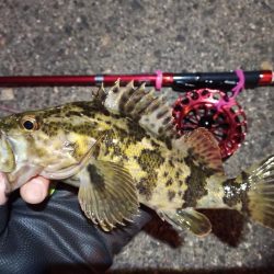 2022/01/18 南港ヘチ釣り