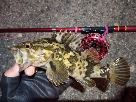 2022/01/18 南港ヘチ釣り