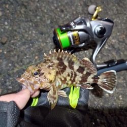 2022/01/19 南港ライトゲーム釣行