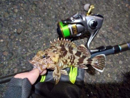 2022/01/19 南港ライトゲーム釣行