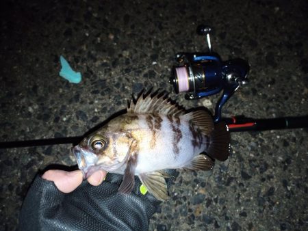 2022/01/21 南港ライトゲーム釣行