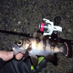 2022/01/22 南港ライトゲーム釣行