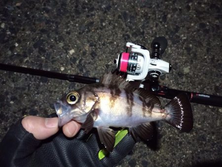 2022/01/22 南港ライトゲーム釣行