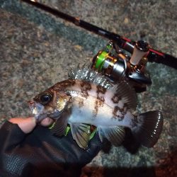 2022/01/25 南港ライトゲーム釣行