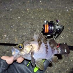 2022/01/28 南港ライトゲーム釣行