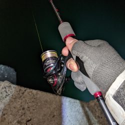 ヒイカと耳イカちゃん