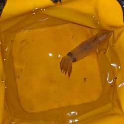 2杯でも楽しいライトエギング