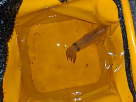 2杯でも楽しいライトエギング