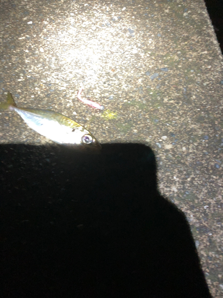 アジとイカと青物