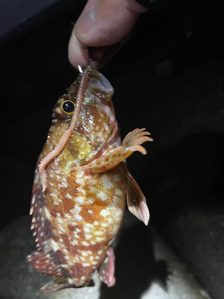 メバル狙いがガシラ祭りに