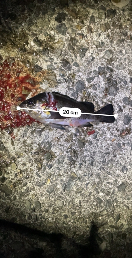 田ノ浦で夜中のカゴ釣り