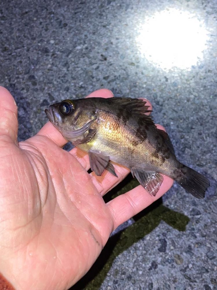 メバリングin明石