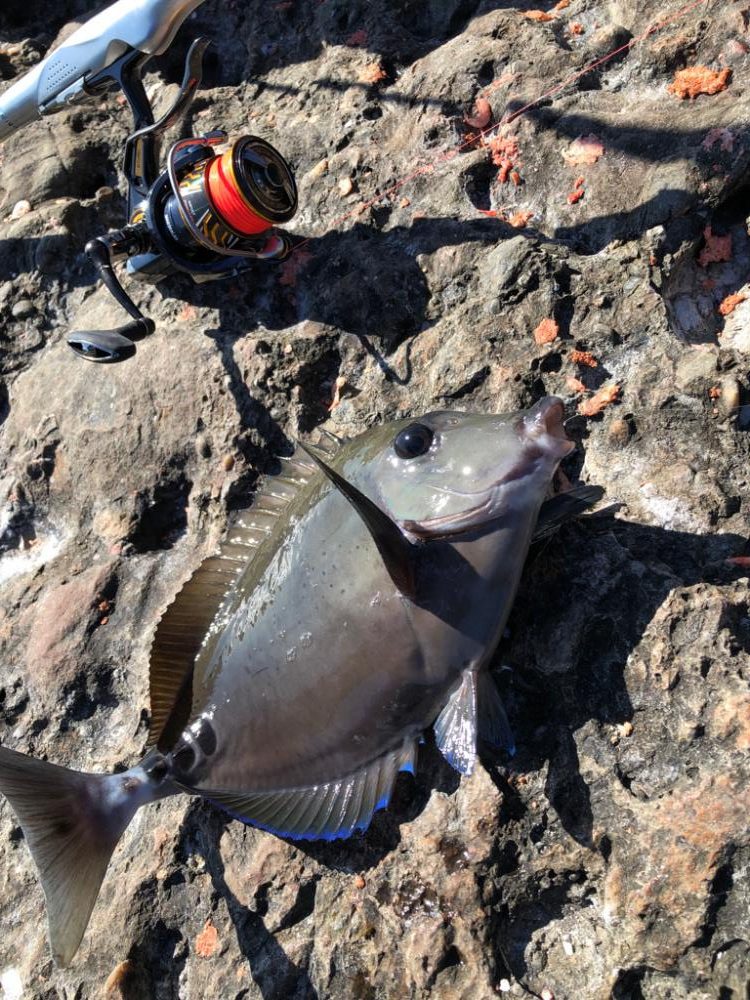 寒グレ  フカセ釣り