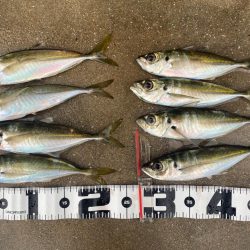 アジを探して朝活