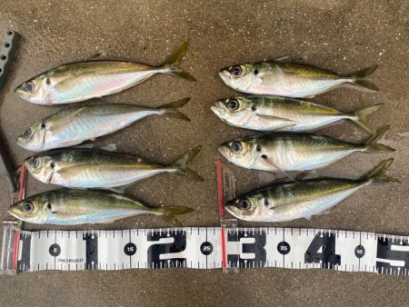 アジを探して朝活