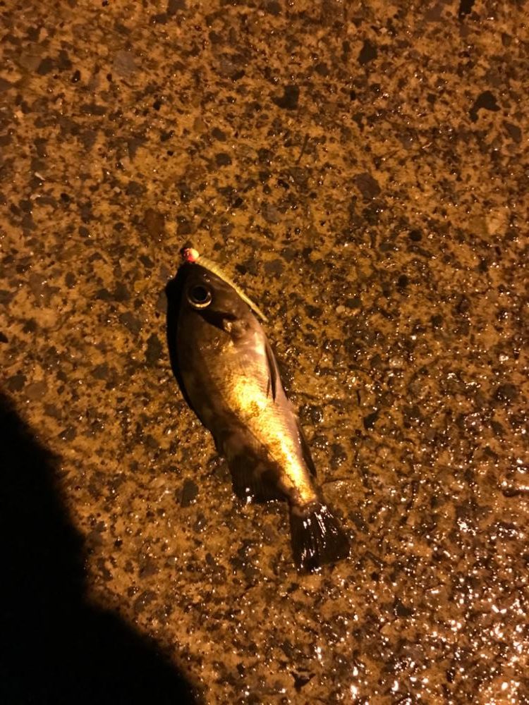 アジングのはずが