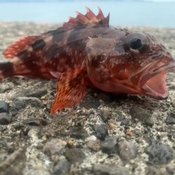 日曜堤防小物釣り