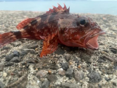 日曜堤防小物釣り