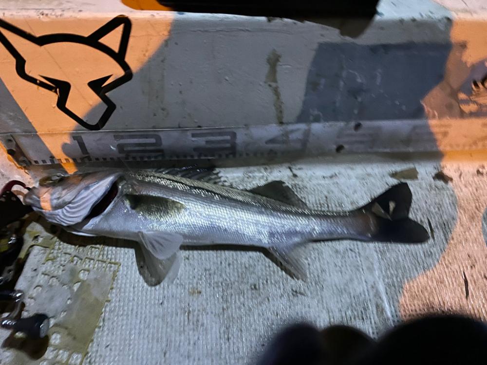 難しかったボートシーバス