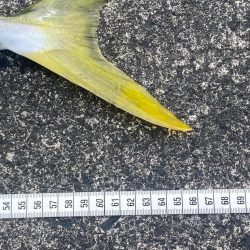 ナブラが消えたあと