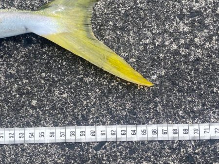 ナブラが消えたあと