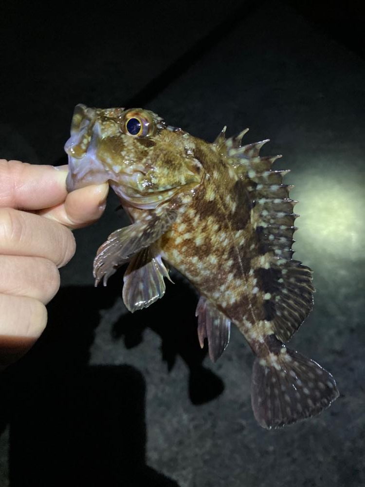 ライトゲームでメバル&ガシラ