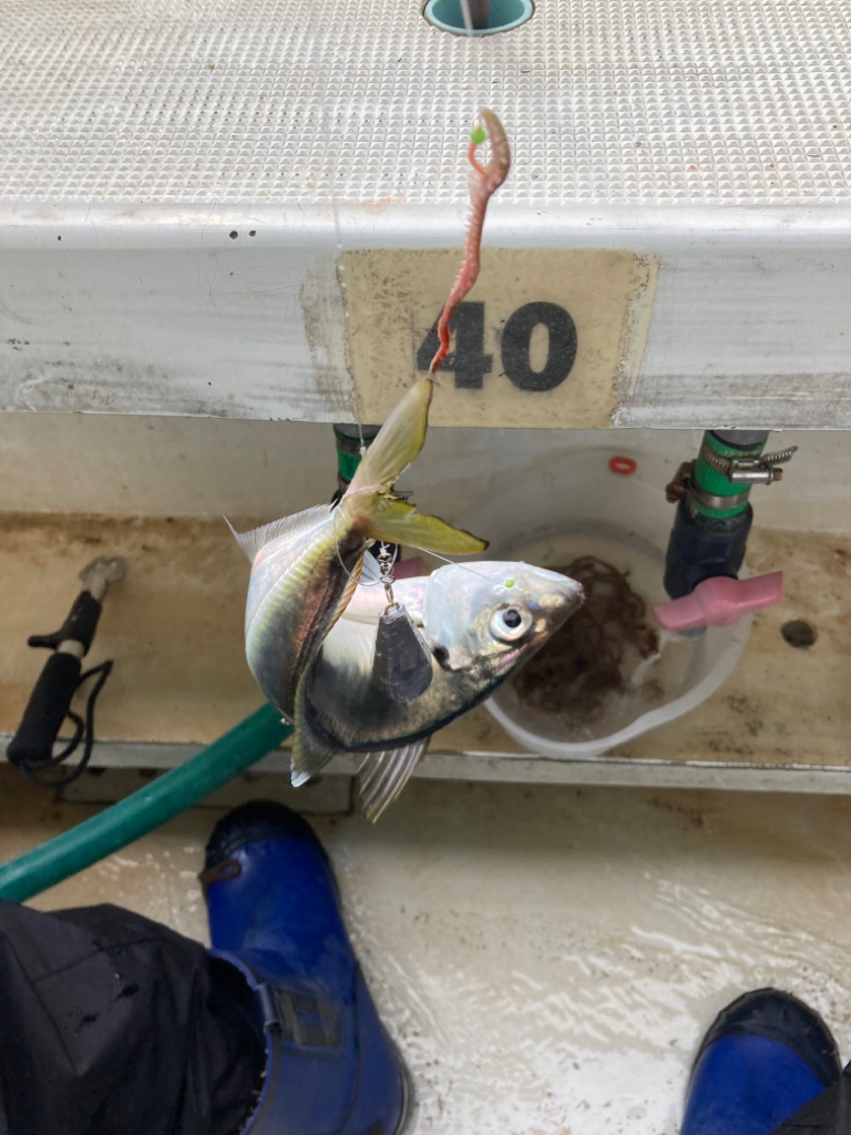 鬼アジ　チャレンジ